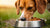 Does Chicken Dog Food Cause Allergies? Understanding the Risks for Our Furry Friends