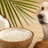 Does Coconut Oil Help Dogs Gain Weight? Understanding the Benefits and Risks