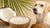 Does Coconut Oil Help Dogs Gain Weight? Understanding the Benefits and Risks