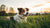 Does Dog Behavior Change After Spaying? Understanding the Impact and Expectations