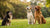 Does Dog Breed Affect Behavior? Understanding the Complexities of Canine Personality