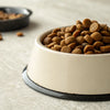Does Dog Food Go Stale in the Bowl?
