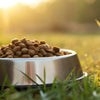 Does Dog Kibble Go Stale? Understanding Freshness and Storage for Your Pup's Food