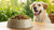 Does Dry Dog Food Cause Kidney Problems? Understanding the Risks and Nutritional Choices