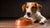 Does Dry Dog Food Cause Lipomas? Understanding the Connection Between Canine Diet and Fatty Tumors