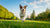 Does Exercise Help Dogs with Seizures? Understanding the Impact of Physical Activity on Canine Epilepsy
