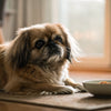 Does Freeze-Dried Dog Food Expire? Understanding Shelf Life and Storage