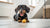 Does Freeze-Dried Raw Dog Food Have Salmonella? Understanding the Risks and Benefits