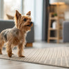Does Fresh Dog Food Help with Allergies? Exploring the Benefits for Your Furry Friend
