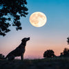 Does Full Moon Affect Dogs' Behavior? Understanding Your Pup’s Lunar Mood Swings