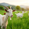 Does Goat Milk Help Dogs Gain Weight? Understanding the Benefits for Your Pup