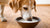 Does Goat Milk Help Dogs Lose Weight? Understanding the Benefits of Goat Milk in Your Dog’s Diet