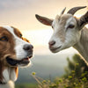 Does Goat's Milk Help Dogs Lose Weight? A Comprehensive Guide for Pet Owners
