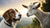 Does Goat's Milk Help Dogs Lose Weight? A Comprehensive Guide for Pet Owners