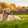 Does Grain-Free Dog Food Cause Cardiomyopathy? Understanding the Link to Canine Health