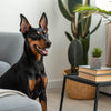 Does Grain Free Dog Food Cause Gas? Understanding the Connection and What It Means for Your Dog