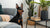 Does Grain Free Dog Food Cause Gas? Understanding the Connection and What It Means for Your Dog