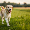 Does Grain-Free Dog Food Cause Heart Murmurs? Understanding the Risks for Our Canine Companions