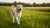 Does Grain-Free Dog Food Cause Heart Murmurs? Understanding the Risks for Our Canine Companions