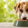 Does Grain-Free Dog Food Cause Heart Problems? Understanding the Risks and Best Practices