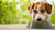 Does Grain-Free Dog Food Cause Heart Problems? Understanding the Risks and Best Practices