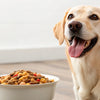 Does Grain Free Dog Food Help with Allergies? Here’s What You Need to Know