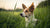 Does Grain Free Dog Food Help with Ear Infections?