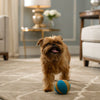 Does Grain Free Dog Food Help with Itching? Understanding Dietary Choices for Your Canine Companion