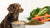 Does Grain-Free Dog Food Help with Itching? Understanding the Connection