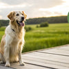 Does Grain Free Dog Food Help with Skin Allergies? Understanding Canine Nutrition
