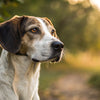 Does Grain Free Dog Food Reduce Shedding? Exploring the Connection Between Diet and Coat Health