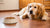 Does Grain Free Food Cause Heart Disease in Dogs? Understanding the Risk Factors