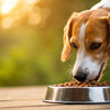 Does Grain-Free Food Cause Heart Problems in Dogs? Understanding the Issues