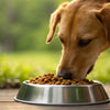 Does Grain-Free Food Make Dogs Poop More? A Deep Dive into Your Dog’s Diet