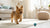 Does Heat Affect Dry Dog Food? Understanding the Impact on Your Pet's Nutrition