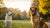 Does High Protein Dog Food Cause Hyperactivity? Understanding the Connection-141043007727
