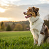 Does High Protein Dog Food Cause Weight Gain? Understanding the Nutritional Needs of Our Canine Companions