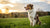 Does High Protein Dog Food Cause Weight Gain? Understanding the Nutritional Needs of Our Canine Companions