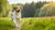 Does High Protein Dog Food Make Dogs Gain Weight? Understanding the Complex Relationship