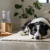 Does High Protein Dog Food Make Dogs Hyper? Understanding the Connection