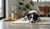 Does High Protein Dog Food Make Dogs Hyper? Understanding the Connection