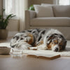 Does High Protein Food Make Dogs Hyper? Understanding the Connection