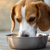 Does It Hurt a Dog to Eat Cat Food? Understanding the Risks and Nutritional Needs