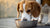 Does It Hurt a Dog to Eat Cat Food? Understanding the Risks and Nutritional Needs