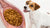 Does Kibble Expand in a Dog's Stomach? Understanding Bloat in Dogs
