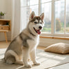Does Kibble Go Bad If Left Out? Understanding Dry Dog Food Freshness