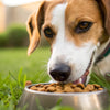 Does Kibble Help Clean Dogs' Teeth? Understanding the Truth Behind Your Dog's Dental Health