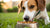 Does Kibble Help Clean Dogs' Teeth? Understanding the Truth Behind Your Dog's Dental Health