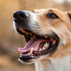 Does Kibble Help Dogs' Teeth? Understanding Dental Health in Our Canine Companions