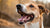 Does Kibble Help Dogs' Teeth? Understanding Dental Health in Our Canine Companions